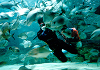 1635836479344593.jpg 新西蘭富國海底世界.jpg