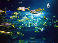 1635836507478240.jpg 太平洋(漢海)海底世界.jpg